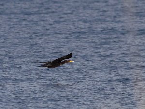 Double-crested cormorant in flight