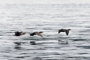 Double-crested cormorants in flight