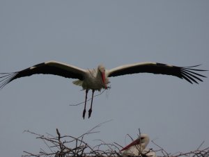 White stork flying with nesting material.