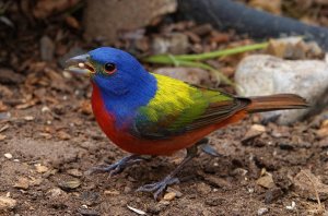 PAINTED BUNTING, male