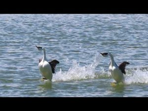 Western grebe courtship dance (rushing)