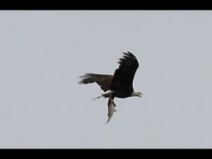 Bald eagle with a fish at Lake Merced