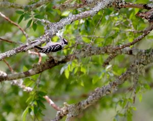 Downy Woodpecker (male).jpg