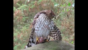 Cooper's hawk consuming a bird