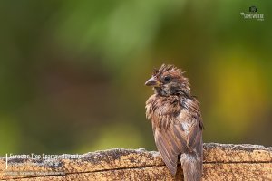 Eurasian Tree Sparrow Juvenile 麻雀 (Passer montanus)