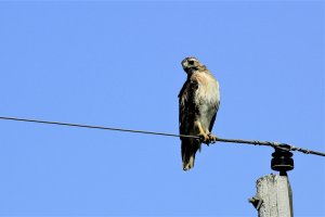 Red-Tailed Hawk-5