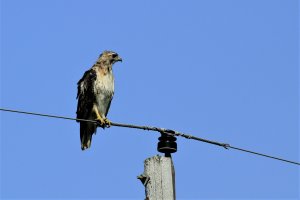 Red-Tailed Hawk-6