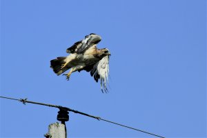 Red-Tailed Hawk-7