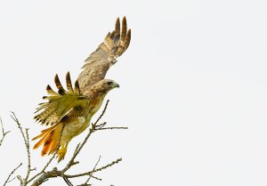 Red-tailed Hawk taking flight.jpg