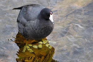 American coot