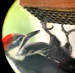 Pileated Woodpecker in Suburban Michigan