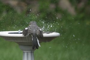 Mockingbirds competing for a bath