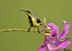 Purple-rumped Sunbird - Female