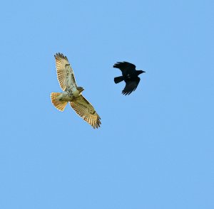 Red-tailed Hawk and an American Crow.jpg