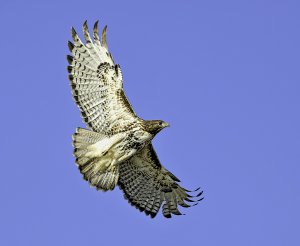 Red-tailed Hawk taking flight.jpg