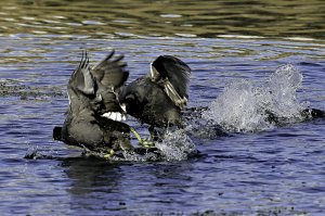 American Coots fighting.jpg