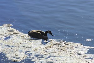 Canada Goose on MS-3