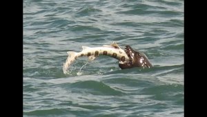 Sea lion catches a leopard shark