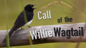 Call of the Willie Wagtail