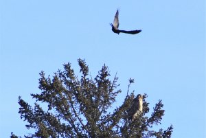 Red-Tailed Hawk with Crow