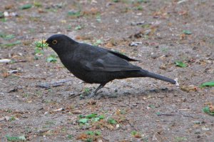 Blackbird with caterpillars, big family to feed
