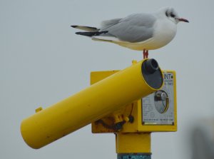 BH Gull Watch the birdie