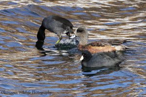 American Wigeon and American Coots