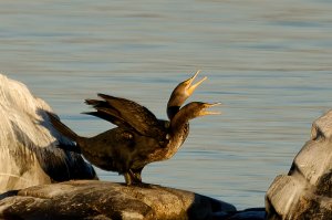 "That Was Hilarious!" - Double-crested Cormorants