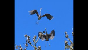 Great blue herons nesting in Golden Gate Park