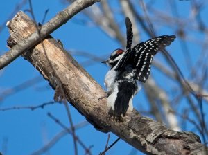 Hairy Woodpecker stretch