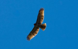 Soaring red-tailed hawk