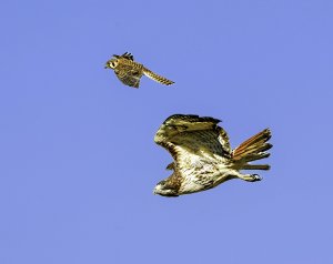 American Kestrel (female) and Red-tailed Hawk (Buteo jamaicensis)