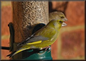 Greenfinches at breakfast 👀