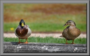 Mallards:  Hello Ducky! 👀