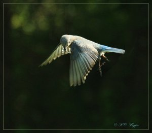 A hovering Bluebird