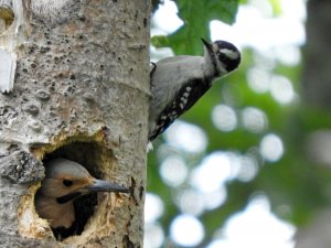 Northern Flicker, Downy Woodpecker