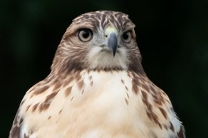 Juvenile red-tailed hawk