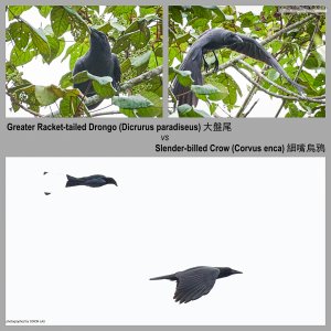 Greater Racket-tailed Drongo vs Slender-billed Crow