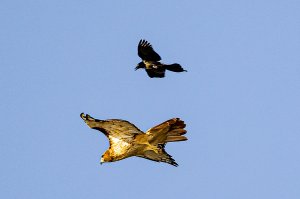 Red-tailed Hawk and Common Grackle