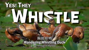 Behavioural Observation: Wandering Whistling Duck, Borneo