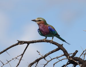lilac breasted roller.JPG