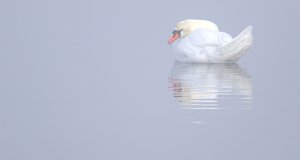 Fog but no wind Mute swan