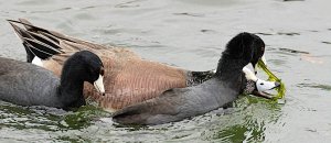 American Coot being kleptoparasitized by an American Wigeon