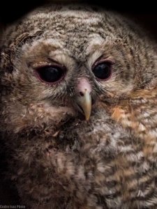 Juvenile Tawny Owl