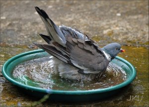 Woodpigeon:  Bathtime