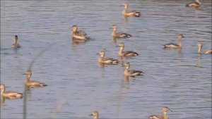 Lakescape-900 : Lesser Whistling Duck group : Amazing Wildlife of India by Renu Tewari and Alok Tewari