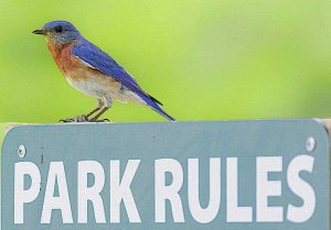 Eastern Bluebird (male) rules interpreter
