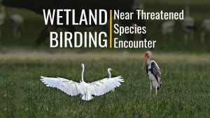 Wetland Birding Trip Encounter Giant Birds Near Threatened Species | My Lucky Day For Wildlife Video