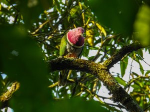 Pink-headed Fruit-dove