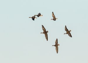 Bean geese and greater white-fronted goose